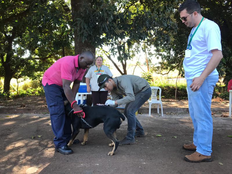 Animal é vacinado contra a raiva (Foto: Divulgação)