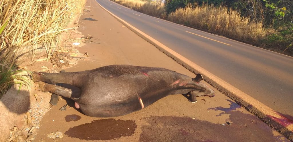 Foto: PM/Divulgação