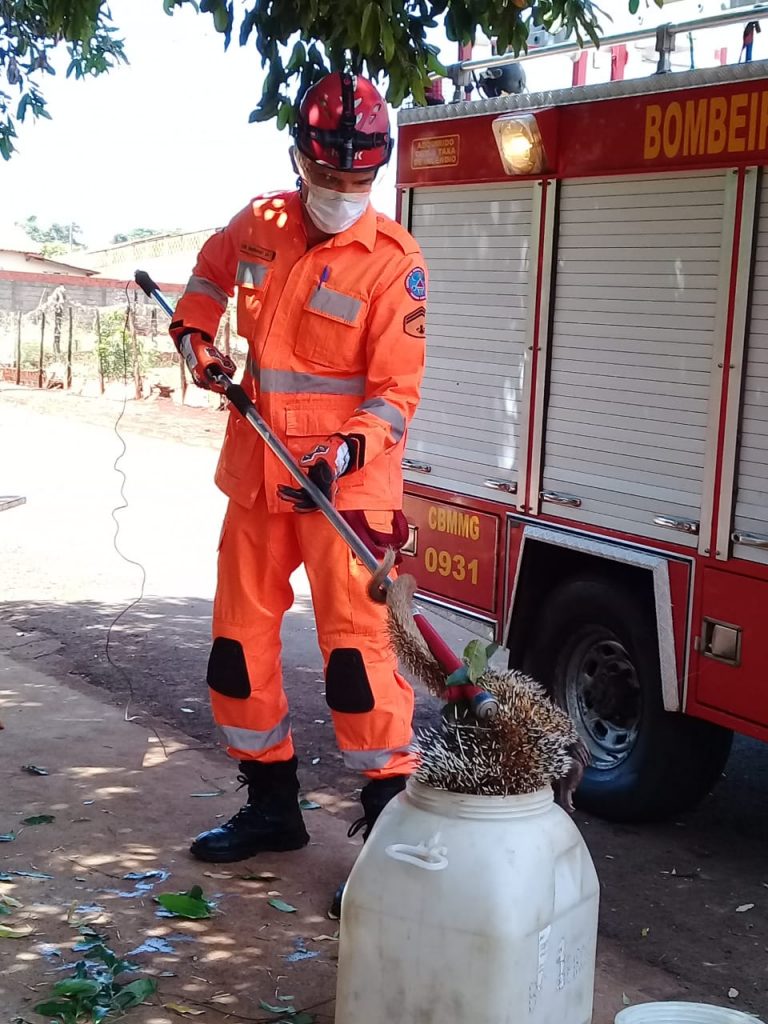 Bombeiro resgatou o animal silvestre | Foto: Bombeiros/Divulgação