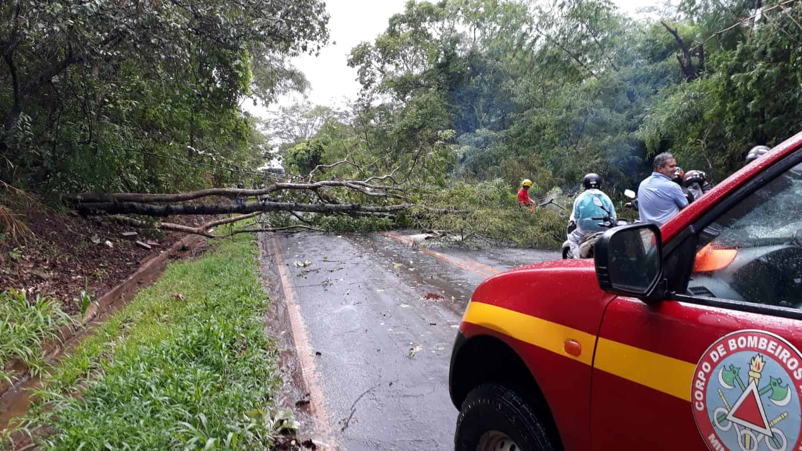 Ituiutaba/Capinópolis: rodovia MGC-154 fica interrompida após queda de árvore