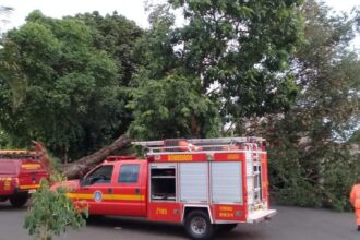 Árvore tinha cerca de 20 metros e caiu sobre a rede elétrica — Foto: Bombeiros