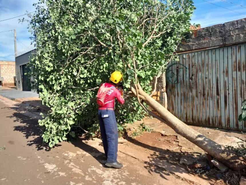 Bombeiro realiza corte de árvore que caiu em frente residência em Ituiutaba