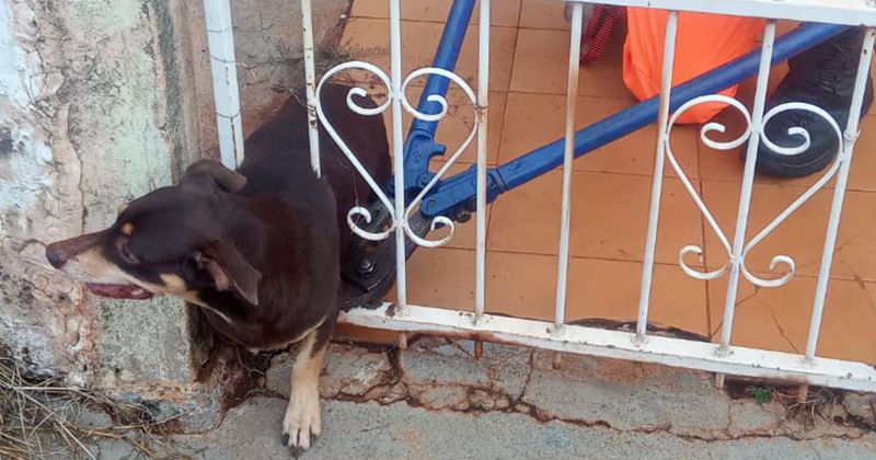 Cãozinho ficou preso em grades e teve de ser resgatado pelos bombeiros em Ituiutaba