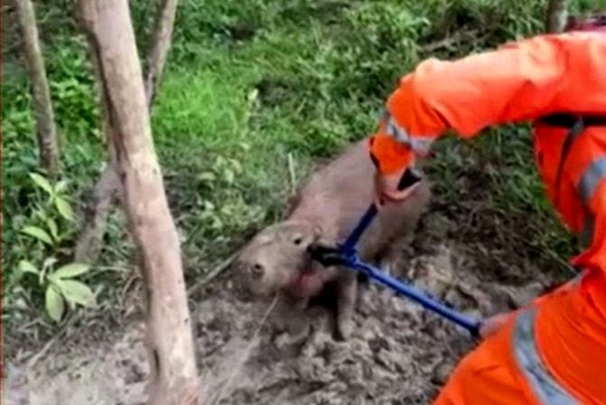 Bombeiro resgata capivara de armadilha em Uberaba