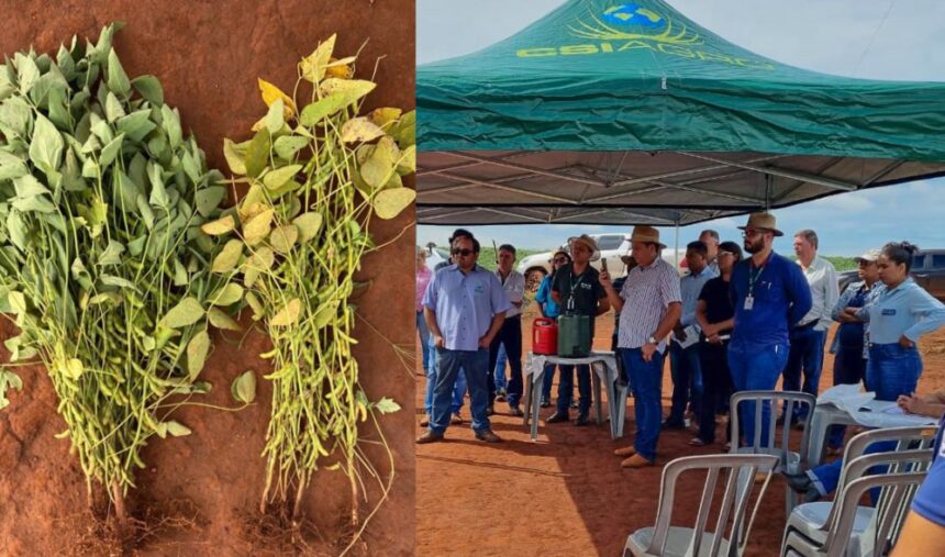 Dia de Campo aborda a remineralização com pó de rocha em Capinópolis