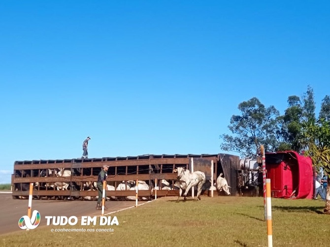 Caminhão carregado de bois tombou no trevo de acesso à CRV Industrial em Capinópolis | Foto: Thiago Oliveira/Doutor Ligado