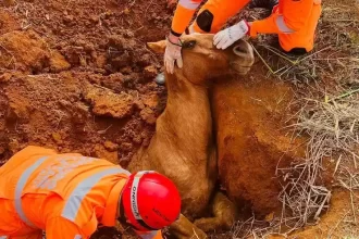 Cavalo cai em buraco em Muzambinho (foto: Divulgação/CBMMG)