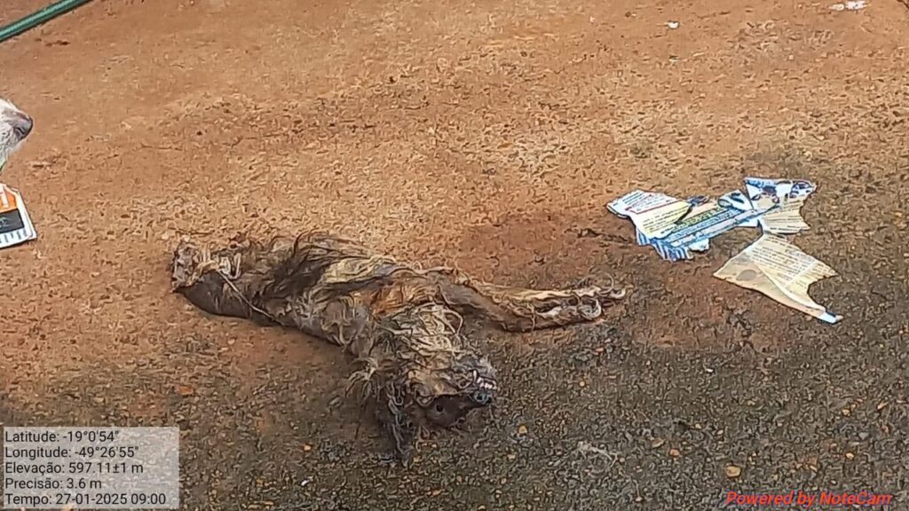 Animal foi encontrado morto e em avançado estado de decomposição