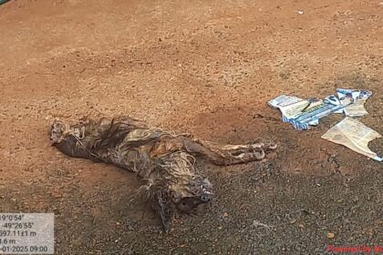 Animal foi encontrado morto e em avançado estado de decomposição