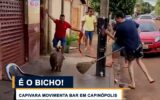 Capivara aparece em bar e movimenta local em cidade de Minas Gerais