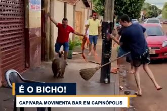 Capivara aparece em bar e movimenta local em cidade de Minas Gerais