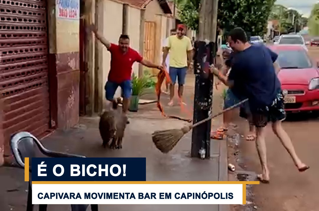 Capivara aparece em bar e movimenta local em cidade de Minas Gerais