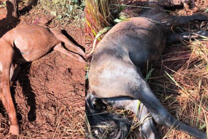 POLÍCIA MILITAR DE MEIO AMBIENTE REALIZA ATENDIMENTO DE OCORRÊNCIA DE ATAQUE DE CÃES DE GRANDE PORTE NA ÁREA URBANA DE UNAÍ/MG