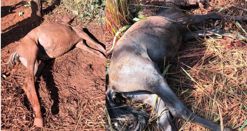 POLÍCIA MILITAR DE MEIO AMBIENTE REALIZA ATENDIMENTO DE OCORRÊNCIA DE ATAQUE DE CÃES DE GRANDE PORTE NA ÁREA URBANA DE UNAÍ/MG