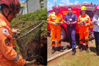 Bombeiros resgatam cadela e seus 13 filhotes de um buraco profundo em Ituiutaba