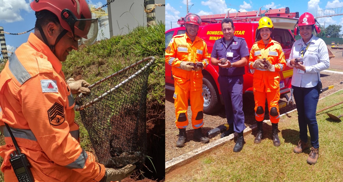 Bombeiros resgatam cadela e seus 13 filhotes de um buraco profundo em Ituiutaba