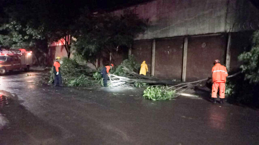 Chuva intensa provoca queda de árvores em Ituiutaba