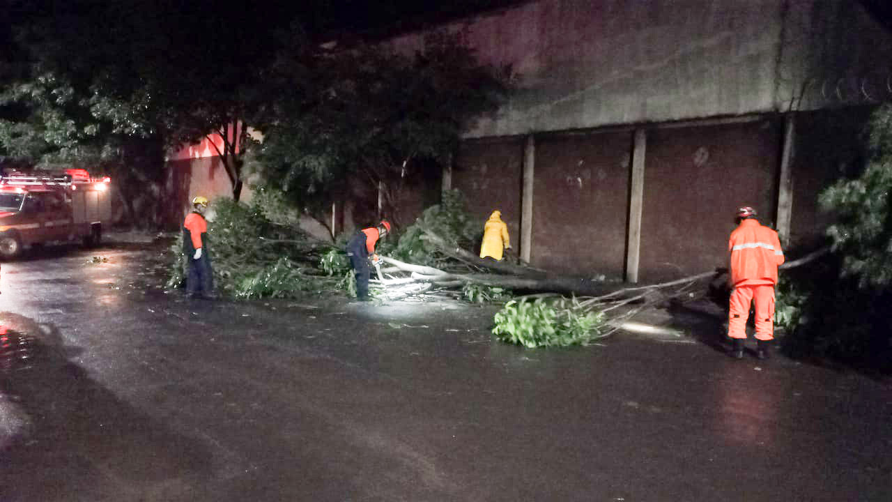 Chuva intensa provoca queda de árvores em Ituiutaba